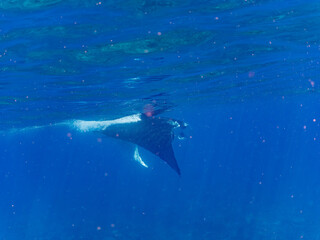 Obraz premium 4m以上ある巨大なナンヨウマンタ（トビエイ科）。 英名学名：Alfred manta, Mobula alfredi (family of stingrays) 沖縄県島尻郡慶良間諸島座間味島-2025/6/27 