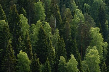 Obraz premium Lush forest canopy