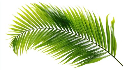 Obraz premium Palm frond, vibrant green, isolated
