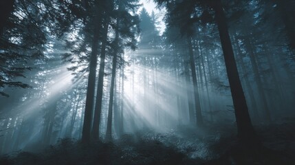 Fototapeta premium A serene and peaceful forest scene with sunlight shining through the trees. The trees are tall and dense, creating a sense of depth and tranquility