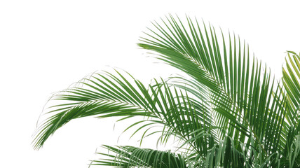 Green palm fronds isolated on transparent background