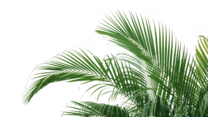 Green palm fronds isolated on transparent background