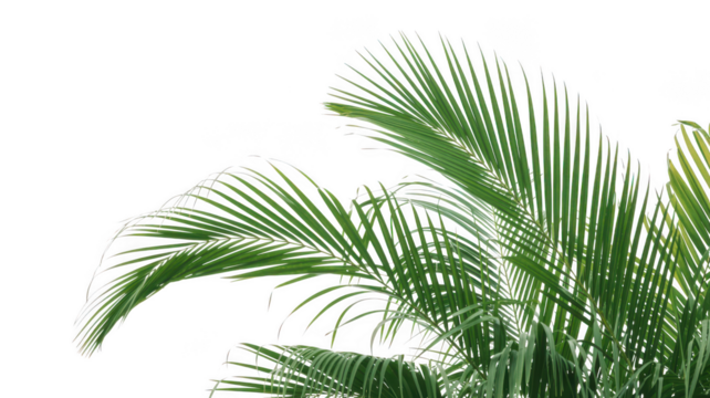 Green palm fronds isolated on transparent background