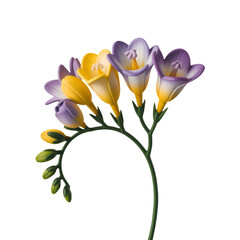 bouquet of yellow tulips