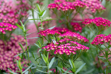 Obraz premium Close up of Yarrow Plant Flowers in Shades of Pink