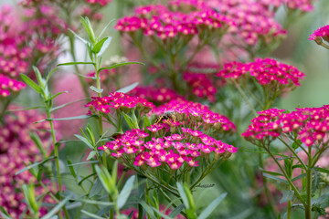 Close up of Yarrow Plant Flowers in Shades of Pink