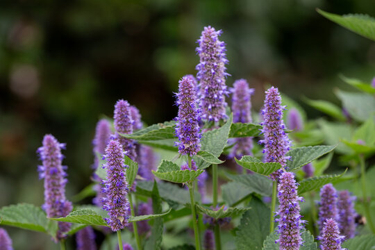 Close up of Hyssop Flowering in Garden 