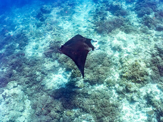 4m以上ある巨大なナンヨウマンタ（トビエイ科）。
英名学名：Alfred manta,...