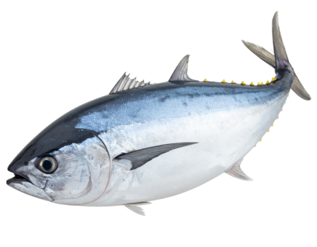  Fresh Tuna Fish Angled Top-Down View with Curved Body, Isolated