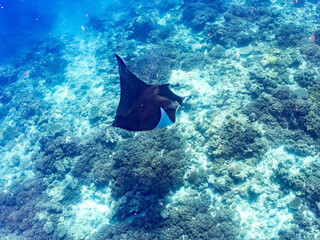 4m以上ある巨大なナンヨウマンタ（トビエイ科）。
英名学名：Alfred manta,...