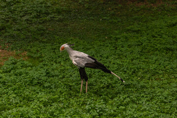 Secretary Bird Sagittarius serpentarius walking on green grassland, full body wildlife photograph of tall African bird of prey with gray plumage, long legs, and distinctive orange face