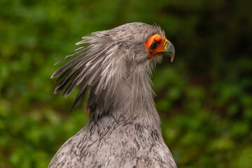 Close-up profile portrait of Secretary Bird Sagittarius serpentarius with orange face, crest feathers, and hooked beak, detailed macro shot in natural habitat outdoors with green blurred background