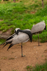 Two Demoiselle Cranes Anthropoides virgo standing on sandy ground outdoors, one bird preening feathers in side view, the other resting on one leg, natural green blurred background wildlife photo