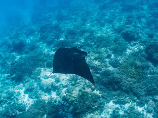 4m以上ある巨大なナンヨウマンタ（トビエイ科）。 英名学名：Alfred manta, Mobula alfredi (family of stingrays)  沖縄県島尻郡慶良間諸島座間味島-2025/6/27  © d3_plus