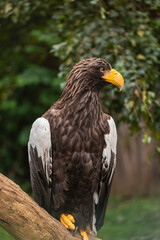 Steller’s Sea Eagle Haliaeetus pelagicus perched on tree branch, side profile view of large raptor with dark brown feathers, white shoulders, yellow beak and talons in natural forest habitat