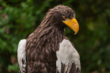 Close-up portrait of Steller’s Sea Eagle Haliaeetus pelagicus with detailed brown and white plumage and large yellow hooked beak, photographed outdoors in natural daylight with blurred green backgroun