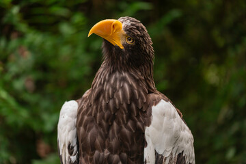 Close-up wildlife portrait of Steller’s Sea Eagle Haliaeetus pelagicus with yellow hooked beak, detailed brown and white plumage, and shallow depth of field against green natural background outdoors