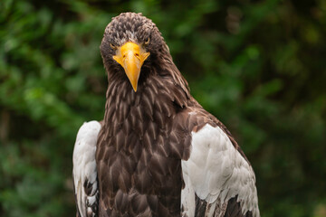 Close-up front portrait of Steller’s Sea Eagle Haliaeetus pelagicus showing yellow hooked beak, brown and white plumage, and intense stare against blurred natural green forest background outdoors