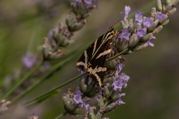 Macro close-up of Jersey Tiger Moth Euplagia quadripunctaria perched on lavender Lavandula flower...