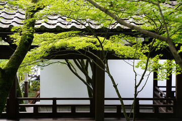 緑豊かな京都の寺院の境内の風景