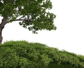 3D Render Meadow with Big Tree on Transparent Background	