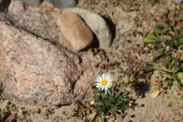 A delicate and beautiful Daisy flower stands proudly among rocks in a tranquil sandy landscape