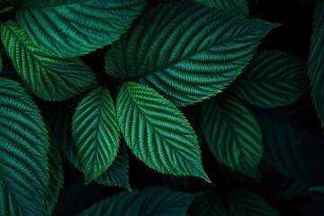 Closeup of textured dark green leaves with defined veins and serrated edges forming a dense natural arrangement
