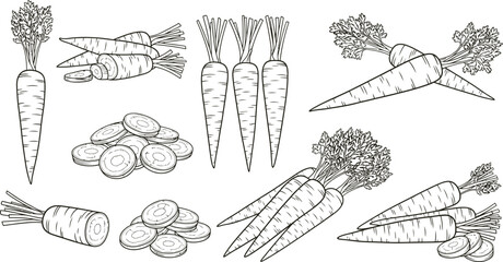Carrot vegetable outline drawing healthy food illustration