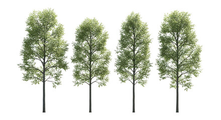 Four tall green trees isolated on transparent background