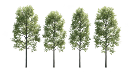 Four tall green trees isolated on transparent background