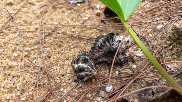 A hermit crab carefully examines a beautiful sea shell, examining its shape and its suitability as a new home.