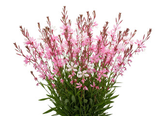 Delicate pink gaura flowers isolated on transparent background