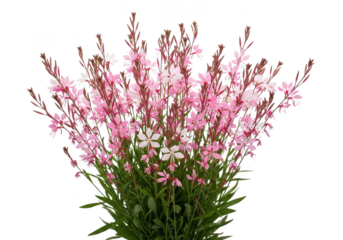 Delicate pink gaura flowers isolated on transparent background