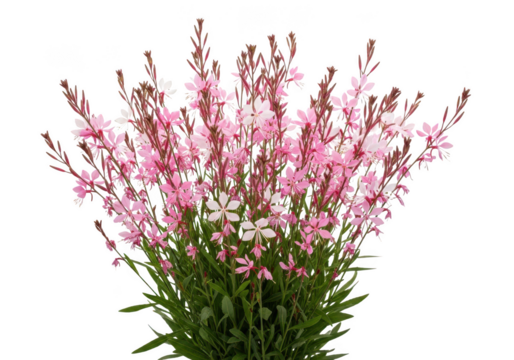 Delicate pink gaura flowers isolated on transparent background