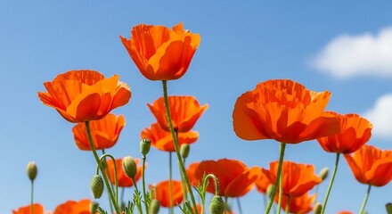 Fototapeta premium Orange Flowers Blooming Against Clear Sky Landscape
