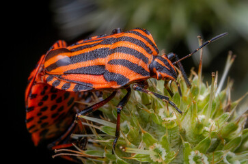Close-up image of a mating couple of Ilalian Striped Bugs (Graphosoma lineatum).