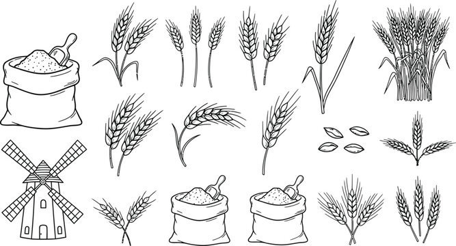 Wheat grain harvest vector illustration outline drawing