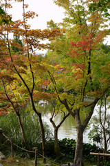 紅葉が始まった京都の寺院の庭園の風景