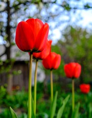 Obraz premium Three vibrant red tulips in a garden