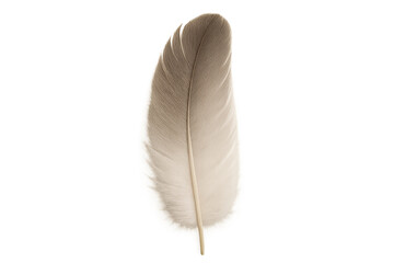 Elegant White Feather Isolated on a Clean Background for Nature and Minimalist Inspired Designs in Various Contexts