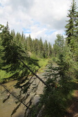 Trees Over The Creek