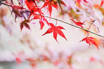 色鮮やかな秋の紅葉