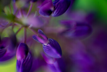purple crocus flower