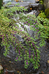 紫の実をつけたムラサキシキブ