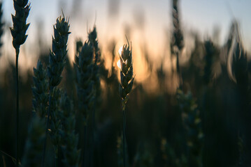 wheat field at sunset