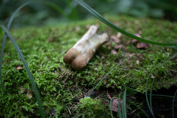 The bone is lying on the moss. Bonfire in the forest. Remnants of life.