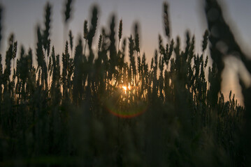 reeds at sunset