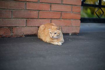 A cat near the Temple. A cat without an eye. A pet against a brick wall.