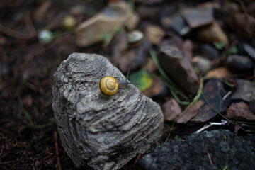 Rocks and snails. Natural colors. The stones are lying on the ground.