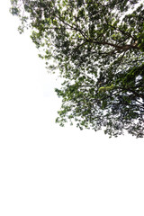 big rain tree with green leaves provides shade and cool air 